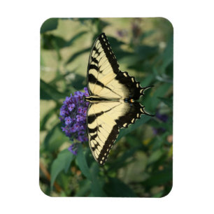 Tadellos ausgerichteter Schmetterlings-Magnet Magnet