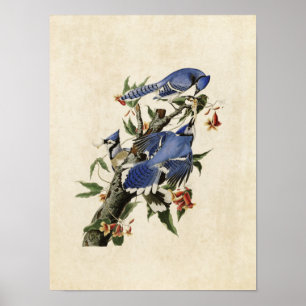Tafel 102   Blauhäher   Birds of America Poster