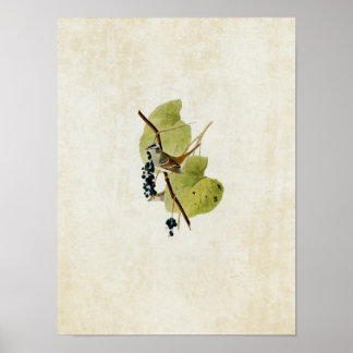 Tafel 114 | Weißkronenammer Poster
