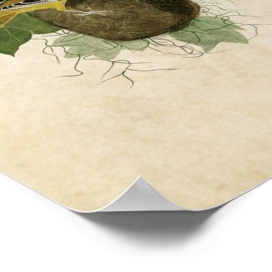 Tafel 12 | Baltimore-Trillervogel | Birds of Ameri Poster (Ecke)