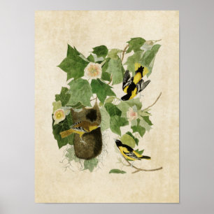 Tafel 12 Baltimore-Trillervogel Birds of Ameri Poster
