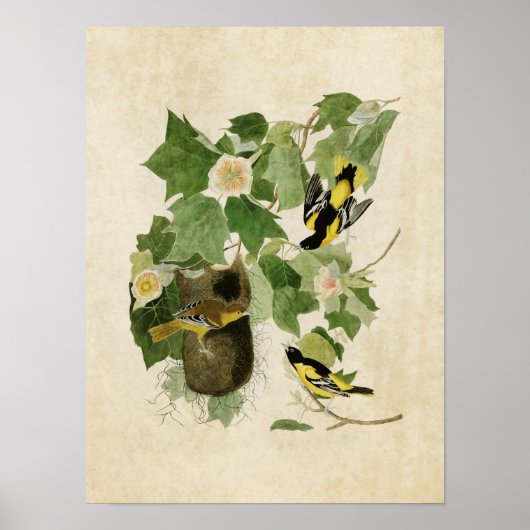 Tafel 12 | Baltimore-Trillervogel | Birds of Ameri Poster (Vorne)