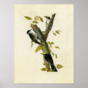 Tafel 132 Dreizehenspecht Poster