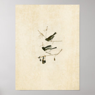 Tafel 13 Schneevogel Vögel Amerikas Poster