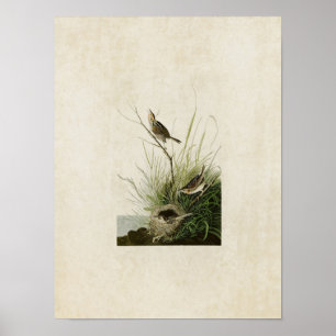 Tafel 149   Spitzschwanz-Ammerfink   Birds of Amer Poster