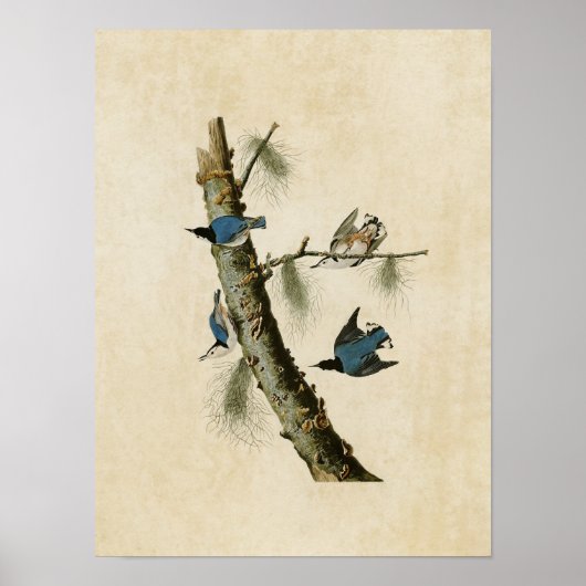 Tafel 152 | Weißbrust-Kleiber Poster (Vorne)