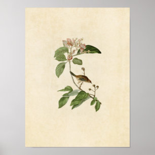 Tafel 165   Bachmanfink   Birds of America Poster