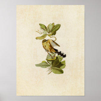 Tafel 169 | Mangurenkuckuck | Birds of America Poster