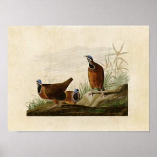 Tafel 172 Blaukopf-Taube Birds of America Poster