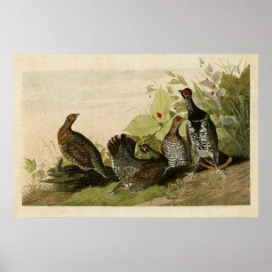 Tafel 176   Fleckenhuhn   Vögel Amerikas Poster