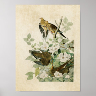 Tafel 17 Carolina-Turteltaube Birds of America Poster