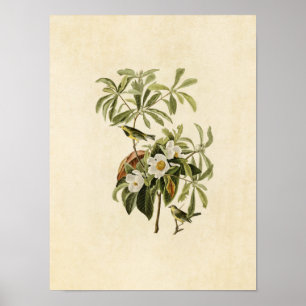 Tafel 185 Bachsänger Vögel Amerikas Poster