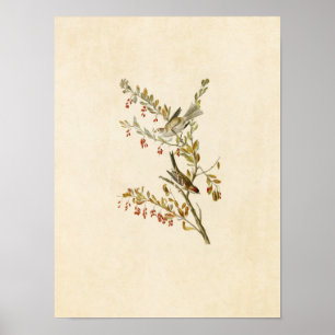 Tafel 188   Feldsperling   Birds of America Poster