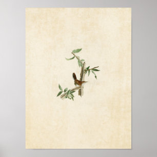 Tafel 18 Bewick-Zaunkönig Birds of America Poster