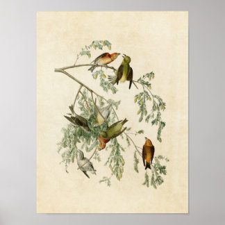 Tafel 197 | Amerikanischer Kreuzschnabel | Birds o Poster