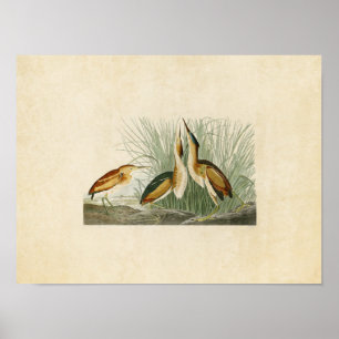 Tafel 210 Zwergdommel Birds of America Poster
