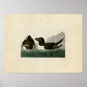 Tafel 214 Tordalk Birds of America Poster