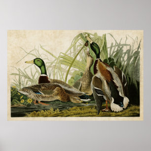 Tafel 221 Stockente Birds of America Poster