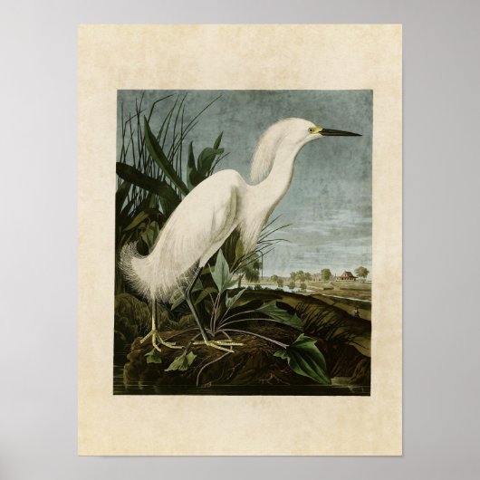 Tafel 242 | Schneereiger oder Silberreiher Poster (Vorne)