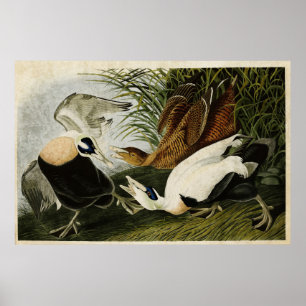 Tafel 246   Eiderente   Birds of America Poster