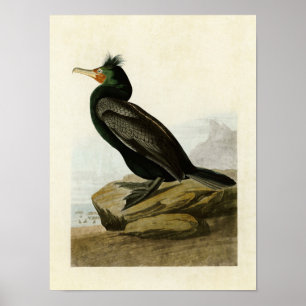 Tafel 257 Doppelkamm-Schwarztaucher Poster