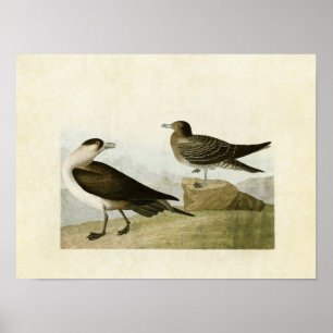 Tafel 272 Richardson's Jaeger Birds of America Poster