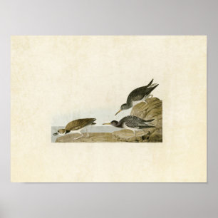 Tafel 284   Purpurstrandläufer   Birds of America Poster