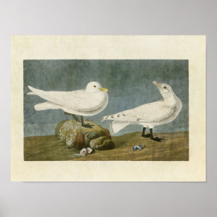Tafel 287 Elfenbeermöwe Birds of America Poster