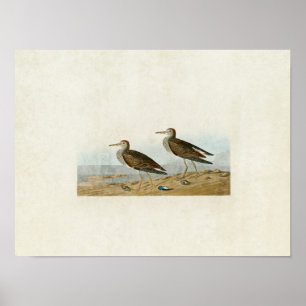 Tafel 294 Graubruststrandläufer Birds of Ameri Poster