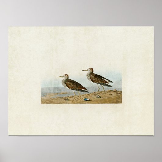 Tafel 294 | Graubruststrandläufer | Birds of Ameri Poster (Vorne)