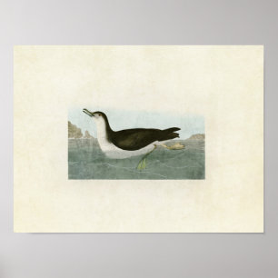 Tafel 295   Manx-Schermaus   Vögel Amerikas Poster