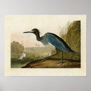 Tafel 307   Blauer Kranich oder Reiher   Birds of  Poster