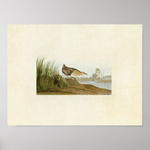 Tafel 329 Gelbbrustralle Poster