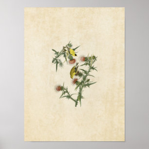 Tafel 33 Amerikanischer Stieglitz Birds of Ame Poster