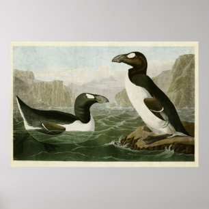 Tafel 341   Riesenalk   Birds of America Poster