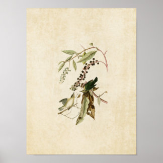 Tafel 34 | Grüner Waldsänger | Birds of America Poster