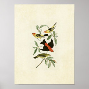 Tafel 354   Louisiana- und Scharlach-Tangaren Poster