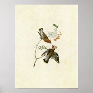 Tafel 363 Bohemischer Schwätzer Vögel Amerikas Poster
