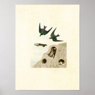 Tafel 385 Uferschwalbe & Veilchenschwalbe Poster