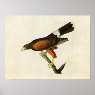 Tafel 392 Louisianahabicht Birds of America Poster