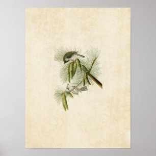 Tafel 39 Haubenmeise Birds of America Poster