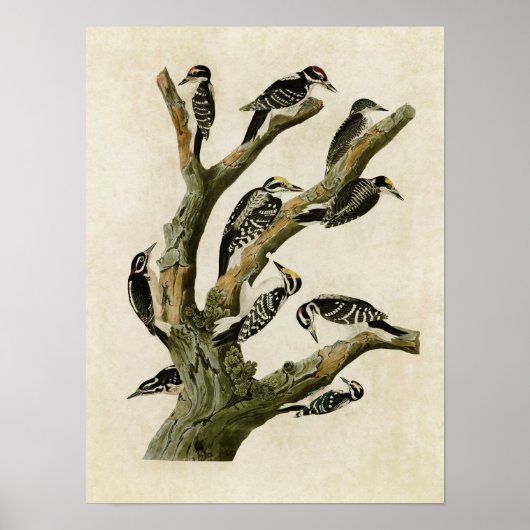 Tafel 417 | Verschiedene Spechte Poster (Vorne)