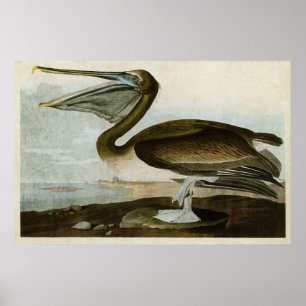 Tafel 421 Brauner Pelikan Vögel Amerikas Poster