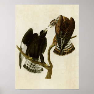 Tafel 422   Raufußfalke   Birds of America Poster