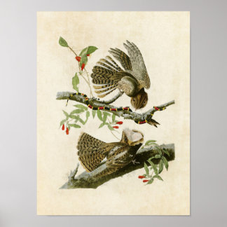 Tafel 52 | Ziegenmelker | Birds of America Poster