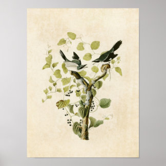 Tafel 57 | Louisianawürger | Birds of America Poster