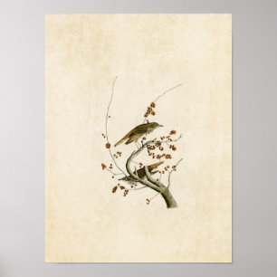 Tafel 58   Einsiedlerdrossel   Birds of America Poster