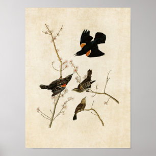 Tafel 67 Rotflügelstar oder Sumpf-Amsel Poster