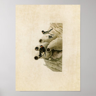 Tafel 68 Republikanische Schwalbe oder Klippensc Poster