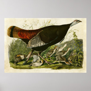 Tafel 6 Wilder Truthahn Vögel Amerikas Poster